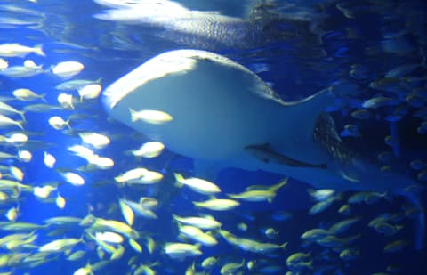 Acuario de Osaka KAIYUKAN